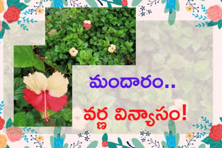 flower in two colours at haripuram srikakulam distrit