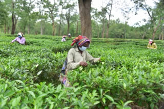 assam-government-successfully-vaccinating-tea-workers