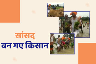 MP Sanjay Seth plowed field in Ranchi