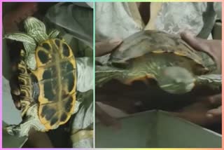 turtles in jabalpur