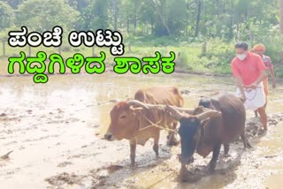 mla-sanjeeva-matanduru-performs-agriculture-activity-in-muddy-land