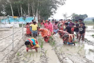 বেহাল রাস্তায় ধানের চারা রোপণ করে বিক্ষোভ গ্রামবাসীদের