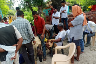 unknown wild animal attack on 52 pets in satna