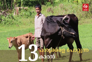 Thirteen year boy did'nt give up when his father died and he become a cows farmer  പതിമൂന്നാം വയസില്‍ പതിമൂന്ന് പശുക്കളെ പരിപാലിച്ചൊരു കുട്ടികര്‍ഷകന്‍  boy farmer  ഇടുക്കി വാര്‍ത്ത  Idukky news  ഇടുക്കിയിലെ കുട്ടികര്‍ഷകന്‍  ഇടുക്കി തൊടുപുഴ മാത്യു ബെന്നി  Idukki Thodupuzha Mathew Benny  Child farmer in Idukki