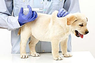 Vaccination of pet dogs