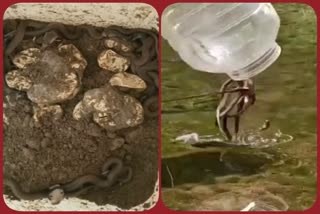 Dangerous cobra snake babies came out of eggs