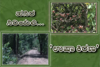 forest in Karnataka