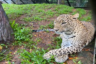 baby Leopard born at zoo in Thiruvananthapuram  തിരുവനന്തപുരത്തെ മൃഗശാലയിൽ പുലിയ്ക്ക് സുഖപ്രസവം  ജാന്‍വിയെന്ന പുലി  Leopard named as Janvi  തിരുവനന്തപുരം മൃഗശാല  Thiruvananthapuram Zoo  വയനാട് പെരിന്തട്ടയിലെ എസ്റ്റേറ്റ് പരിസരം  കേരള വനം വകുപ്പ്  Kerala Forest Department  തിരുവനന്തപുരം വാര്‍ത്ത  പുലി പ്രസവം  Thiruvananthapuram News  Leopard calving