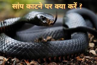 Incidents of snakebite in Hazaribagh