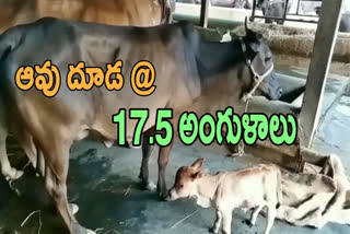 Punganur cow calf