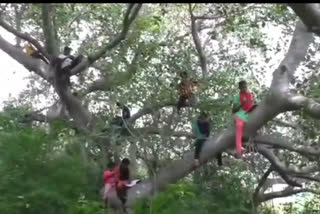 Students climb tree