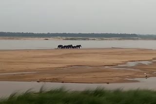 নদী পেরিয়ে গ্রামে হাতির দল