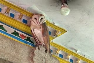 White Owl Spotted in Temple