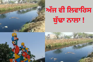 Ludhiana:ਬੁੱਢੇ ਨਾਲੇ ਦਾ ਗੰਦਾ ਪਾਣੀ ਪੀਣ ਨਾਲ ਲੋਕ ਹੋ ਰਹੇ ਬਿਮਾਰੀਆਂ ਦੇ ਸ਼ਿਕਾਰ