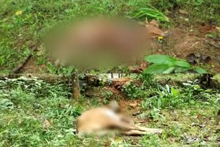 കാളയെ കാട്ടാന കുത്തി കൊന്നു  cattle stabbed to death by wild Elephant  cattle  wild Elephant  വനപാലകർ