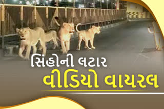 Gir Lion: અમરેલીના પીપાવાવ પોર્ટ ઉપર સિંહોની લટાર, વીડિયો વાયરલ