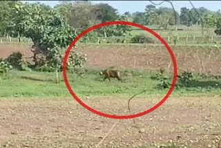 watch the tiger thrilling video: tiger seen to farm labourers in yavatmal