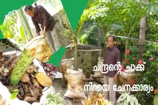 Elephant Foot Yam  chandhran creating success story  ചേനയെ ചാക്കിലാക്കി കൃഷി രീതി  ചേന കൃഷി  മാലിന്യ സംസ്ക്കരണം ലക്ഷ്യം  elephant-foot-yam-cultivation