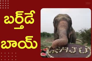 elephant birthday