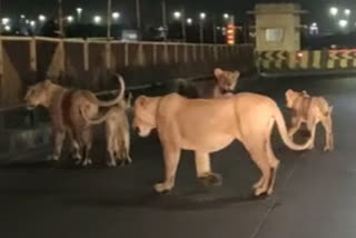 5 Lions Spotted Walking on Road Near Gujarats Pipavav Port, Video Viral