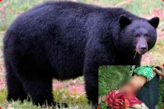 Kullu Bear attack, कुल्लू में भालू का हमला