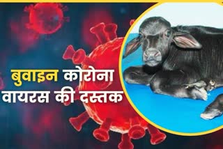 hisar buffalo calf bovine corona virus found
