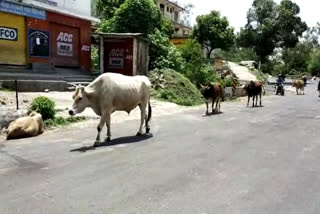 Stray bull attacked a person in Ghumarwin, घुमारवीं में आवारा बैल ने व्यक्ति किया हमला