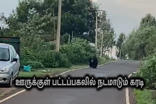 குன்னூர் அருகே ஊருக்குள் பட்டப்பகலில் நடமாடும் கரடி