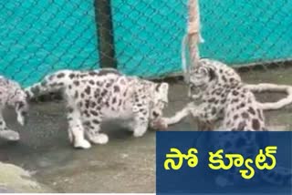 cubs of a snow leopard