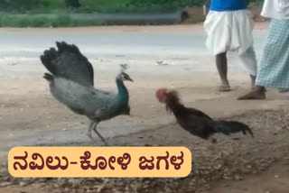 Peacock-chicken fight at kushtagi