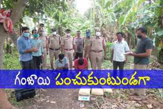 police take over marijuana at anaparthi