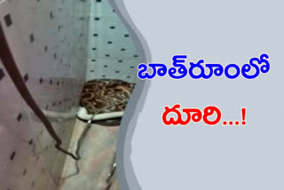 కొండచిలువ ఎంత పని చేసిందంటే.