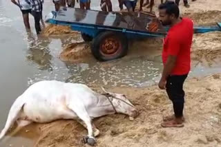 చిత్రావతి నదిలో మునిగి రెండు ఎద్దులు మృతి