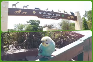 macau and african grey parrot