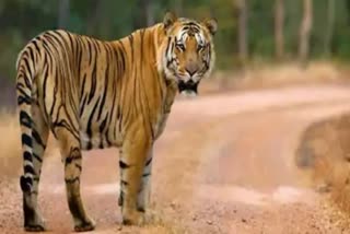 corbett tiger reserve