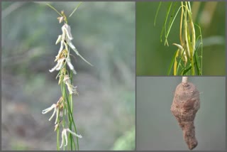 brachystella-tumecorens