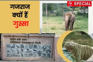 Delhi Zoo Administration will conduct research on stress in caged animals