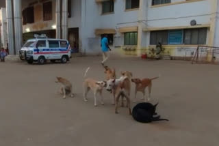 BBMP launched a week-long intensive Anti-Rabies Vaccination drive on the occasion of World Zoonoses Day