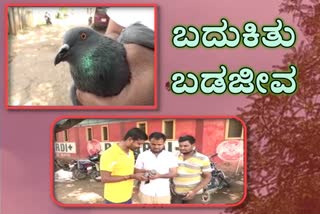 Bird saved from Kite Thread