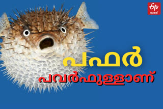 Puffer Fish  world's second most poisonous  japan  fugu  favorite delicacy in japan  കഴിച്ച് നോക്ക്..എട്ടിന്‍റെ പണി ഉറപ്പ് !!  പഫർ മത്സ്യങ്ങൾ  ഫുഗു  ജപ്പാന്‍  ടെട്രൊഡോടോക്സിന്‍  ജപ്പാനിലെ സ്വാദിഷ്ട വിഭവം