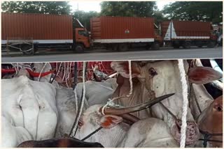 cow transport to slaughterhouse
