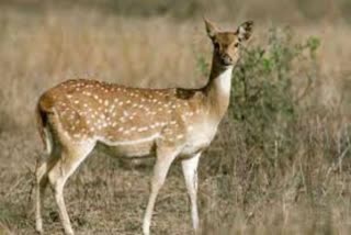 deer hunting in barmer, barmer news