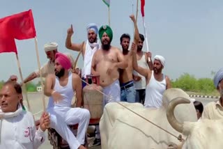 Sirsa Farmers semi-naked protest