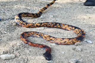 ब्लैक हेड रॉयल स्नेक, black head royal snake
