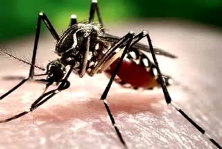 dengue-patients-increasing-in-chhattisgarh