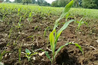 Military pest outbreak on maize crop
