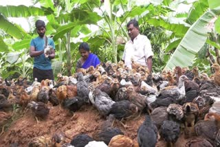 Poultry farming with Agriculture