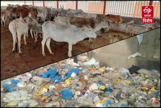 प्लास्टिक प्रदूषण को रोकने में मददगार होंगी गाय