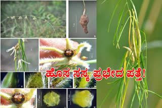 New plant species found, New plant species found in Tumkur forest, Brachystelma tumecorens, Brachystelma tumecorens news, ಹೊಸ ಸಸ್ಯ ಪ್ರಭೇದ ಪತ್ತೆ, ತುಮಕೂರು ಅರಣ್ಯದಲ್ಲಿ ಹೊಸ ಸಸ್ಯ ಪ್ರಭೇದ ಪತ್ತೆ, ಬ್ರ್ಯಾಕಿಸ್ಟೆಲ್ಲಾ ತುಮಕೂರೆನ್ಸ್, ಬ್ರ್ಯಾಕಿಸ್ಟೆಲ್ಲಾ ತುಮಕೂರೆನ್ಸ್ ಸುದ್ದಿ,