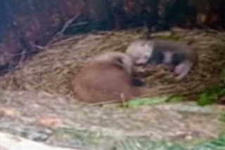 red panda  red panda IUCN status  red panda in india  darjeeling tourism  red panda cubs  ഡാർജലിങ് മൃഗശാല  ഡാർജലിങ് സുവോളജിക്കൽ പാർക്ക്  കൺസർവേഷൻ ബ്രീഡിംഗ് സെന്‍റര്‍